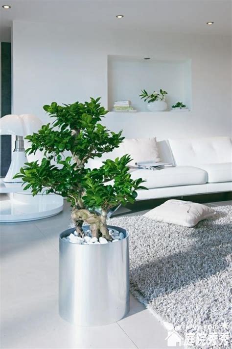 室內植物擺設 客廳磁磚價格